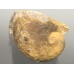 Praenatica gregaria Praenatica gregaria
